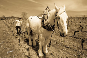 Viticulture à St Emilion